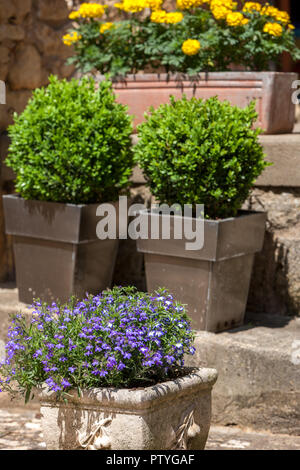 Divers planté fleurs de pierre et pots en métal Banque D'Images