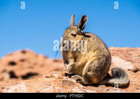 Close up vizcacha pic dans l'altiplano en Bolivie. La cordillère des Andes. Pierres et ciel bleu Banque D'Images