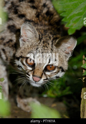 Ou Oncilla chat-tigre (Leopardus tigrinus) Amérique du Sud tropicale. Prisonnier Banque D'Images