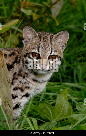 Ou Oncilla chat-tigre (Leopardus tigrinus) Amérique du Sud tropicale. Prisonnier Banque D'Images