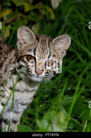 Ou Oncilla chat-tigre (Leopardus tigrinus) Amérique du Sud tropicale. Prisonnier Banque D'Images