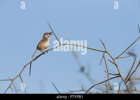 Tawny-flanquée Prinia subflava prinia, perché à frotter et épineux, le chant des terres humides, la Gambie, Kartong Novembre Banque D'Images