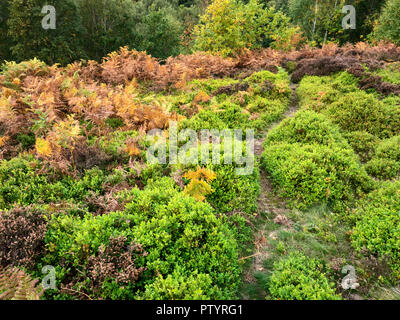 Chemin à travers les buissons de myrtille et de fougères sur le bord de Glen Shipley au début de l'automne West Yorkshire Angleterre Banque D'Images