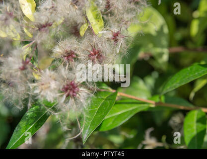 La joie du voyageur / Clematis vitalba - Wild Clematis - en fleur. Parties de C. vitalba utilisée comme plante médicinale dans les remèdes. Banque D'Images