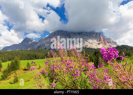 Fleurs d'été dans le Prati Armentara, La Valle/La Val Badia Wengen/Germany, Dolomites, Italie, Europe. Banque D'Images