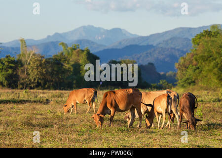 Vaches qui paissent près de la village de Vang Vieng au Laos Banque D'Images