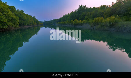 Mangrove dense Banque D'Images