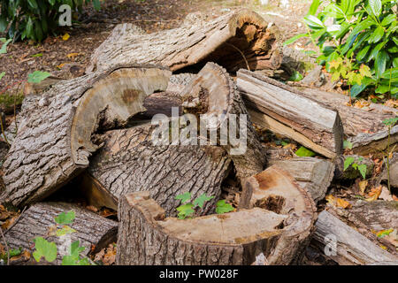 Amas de troncs d'arbres coupés, sciage, automne, Royaume-Uni Banque D'Images