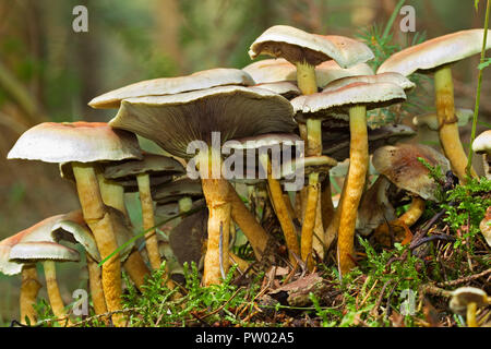 Groupe de champignons, touffe de soufre Hypholoma fasciculare Banque D'Images