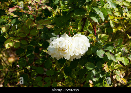 En fleurs roses Rugosa blanc en octobre, Dorset, Royaume-Uni Banque D'Images