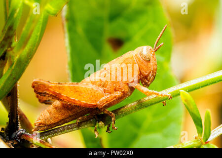 Sauterelle - Criquet italien italien (Calliptamus italicus) - Ombrie, Italie Banque D'Images