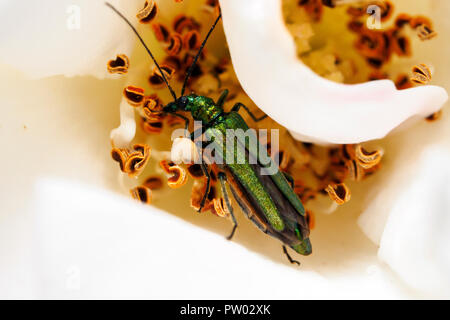 Oedemera nobilis (false oil beetle, gonflé thighed beetle, pattes épaisses beetle fleur) - Ombrie, Italie Banque D'Images