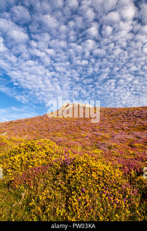 L'ajonc et la bruyère à fleurs sur le Sychnant Pass sur la côte nord du Pays de Galles Banque D'Images