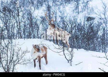 Mâles et femelles sauvages scandinaves renne ou caribou debout dans une forêt avec de la neige dans les montagnes pendant la saison d'hiver. Banque D'Images