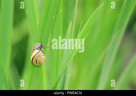 Close up of grove escargot, brown-labiés (escargot Cepaea nemoralis), l'accouplement de reproduction, d'alimentation et de l'escalade de roseaux vert dans un jardin. Banque D'Images