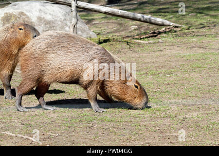 Les capybaras, Hydrochoerus hydrochaeris Banque D'Images