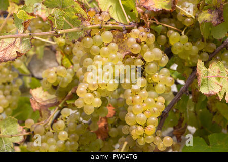 Grappe de raisins sur la vigne dans un verger Banque D'Images