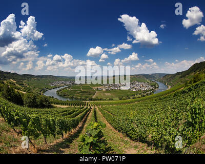 Voir à travers le vignoble, dans le coude de la moselle près de Orne, Allemagne Banque D'Images