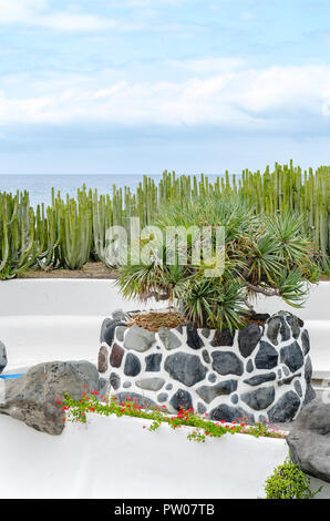 Cactus vert sur un mur blanc en face de l'océan Banque D'Images