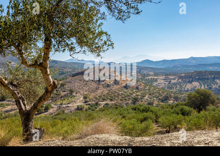 La plantation d'oliviers dans les montagnes, l'île de Crète, Grèce Banque D'Images