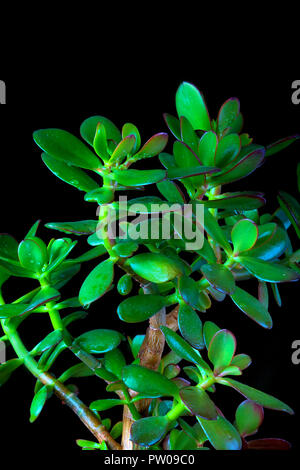 Crassula ovata ou arbre d'argent plante succulente close up sur fond noir Banque D'Images