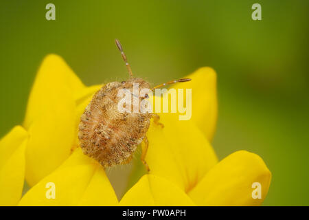 Début de stade nymphe Shieldbug velu (Dolycoris baccarum) sur les fleurs sauvages de la vergerette. Tipperary, Irlande Banque D'Images