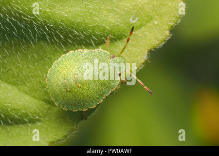 Nymphe Shieldbug verte (Palomena prasina) reposant sur la renoncule rampante feuille. Tipperary, Irlande Banque D'Images