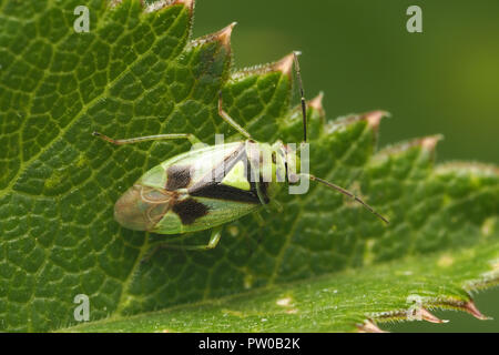 Orthops campestris punaises mirides sur la feuille. Tipperary, Irlande Banque D'Images