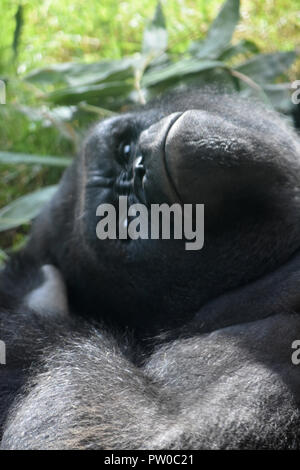 Fronçant Silverback Gorilla vu à l'Envers Shot Banque D'Images