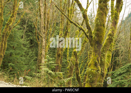 Arbres mousseux dans une forêt pluviale tempérée du lac Stave à Mission, Colombie-Britannique, Canada Banque D'Images