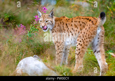 Lynx mère et jolies jeunes Oursons jouant dans l'herbe Banque D'Images