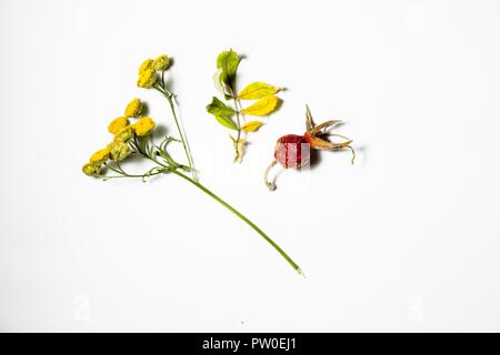 Une variété de feuilles d'automne, fleurs sauvages et de Wild Rose sont sur un fond blanc. Ils sont secs et recueilli dans une clairière de la forêt. L'automne est le plus bea Banque D'Images