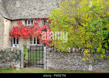 Feuilles de vigne changeant de couleur couvrant un chalet mur. Abaisser Oddington, Cotswolds, Gloucestershire, Angleterre Banque D'Images