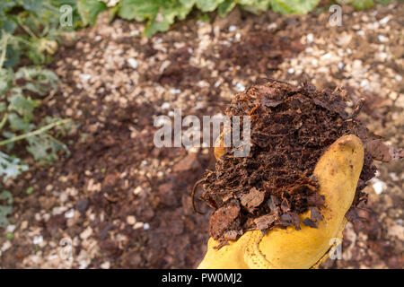 Close-up de la main dans un gant de jardinage jaune holding leaf moule avec un arrière-plan flou de l'intrigue de jardin. Copie de l'espace : Banque D'Images