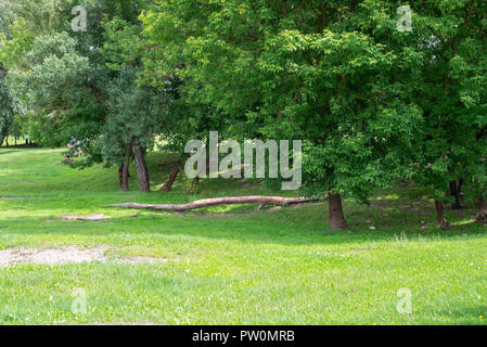 Green city park en été. Grand arbre tombé mort Banque D'Images
