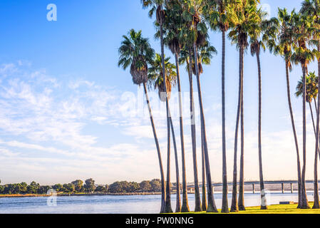 Mission Bay Park, San Diego, Californie, USA. Groupe de palmiers. Banque D'Images