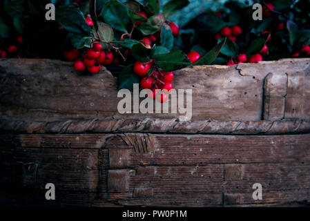 Petits fruits rouges frais de récolte avec des feuilles vertes dans le panier en bois. Banque D'Images