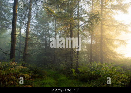 Brume matinale au lever du soleil à Stockhill Wood, Mendip Hills National Landscape, Somerset, Angleterre. Banque D'Images