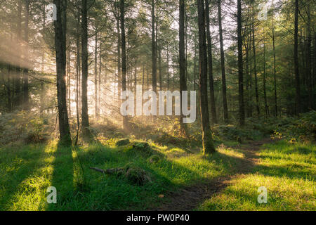 Le soleil levant dans une forêt de conifères, Stockhill Wood, Mendip Hills National Landscape, Somerset, Angleterre. Banque D'Images