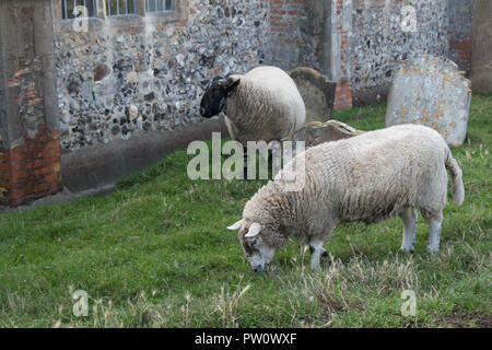 Lucy et Rodney le mouton, dans le cimetière à Pakefield Église, Suffolk, UK.