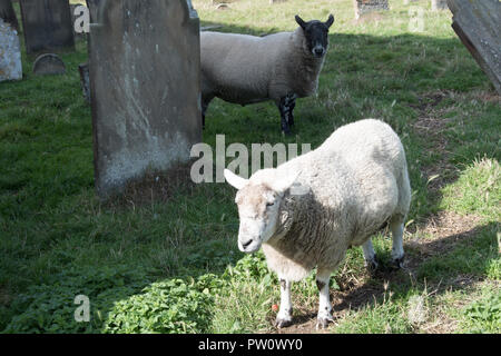 Lucy et Rodney le mouton, dans le cimetière à Pakefield Église, Suffolk, UK.