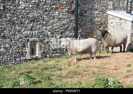 Lucy et Rodney le mouton, dans le cimetière à Pakefield Église, Suffolk, UK.