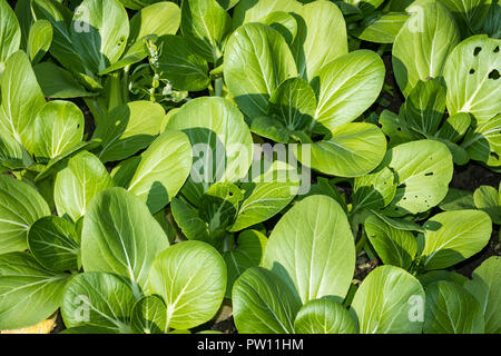 Gros plan extérieur cultivées pak choi Banque D'Images