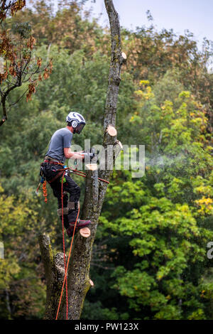 Tree climber, industriel, grimpeur tombe un arbre à feuilles caduques, des montées avec une tronçonneuse dans l'arbre et qu'il gouttes pièce par pièce, d'en haut, Banque D'Images