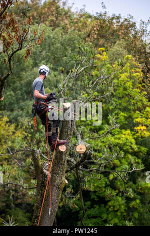 Tree climber, industriel, grimpeur tombe un arbre à feuilles caduques, des montées avec une tronçonneuse dans l'arbre et qu'il gouttes pièce par pièce, d'en haut, Banque D'Images