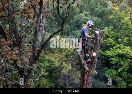 Tree climber, industriel, grimpeur tombe un arbre à feuilles caduques, des montées avec une tronçonneuse dans l'arbre et qu'il gouttes pièce par pièce, d'en haut, Banque D'Images