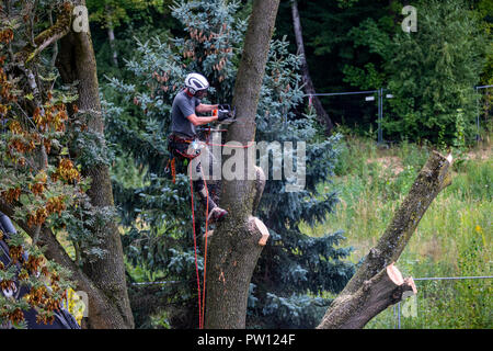 Tree climber, industriel, grimpeur tombe un arbre à feuilles caduques, des montées avec une tronçonneuse dans l'arbre et qu'il gouttes pièce par pièce, d'en haut, Banque D'Images