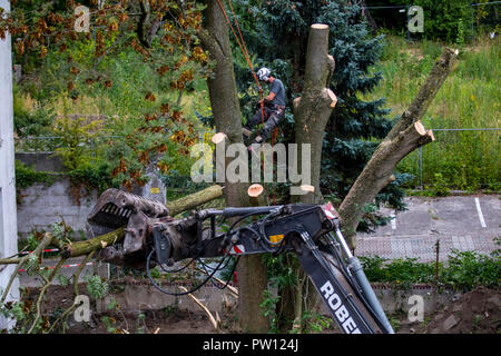 Tree climber, industriel, grimpeur tombe un arbre à feuilles caduques, des montées avec une tronçonneuse dans l'arbre et qu'il gouttes pièce par pièce, d'en haut, Banque D'Images