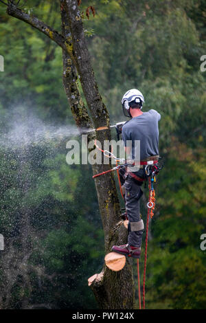 Tree climber, industriel, grimpeur tombe un arbre à feuilles caduques, des montées avec une tronçonneuse dans l'arbre et qu'il gouttes pièce par pièce, d'en haut, Banque D'Images