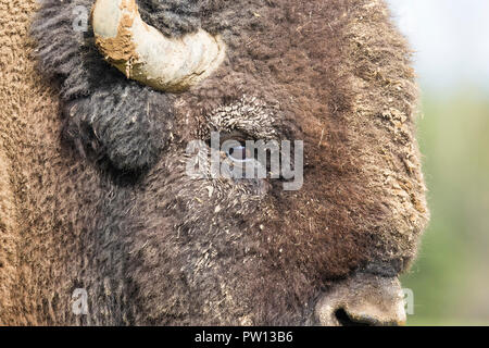 Portrait de bison mâle énorme Banque D'Images